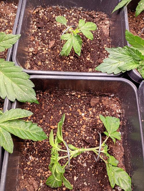Sweet ZZ Auto Royal Queen Seeds. Week 4