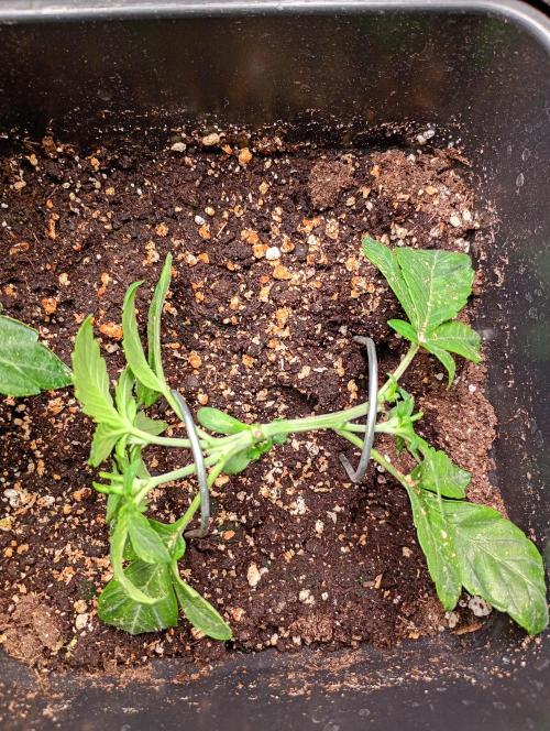 Sweet ZZ Auto Royal Queen Seeds. Week 4