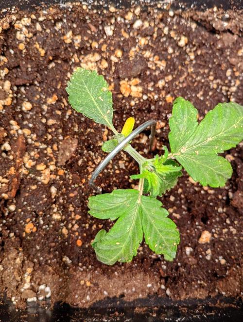 Sweet ZZ Automatic . Week 4