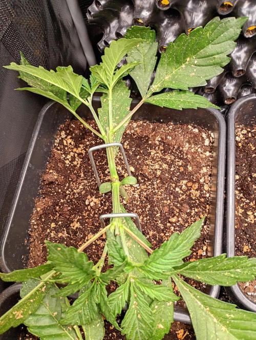 Outdoor Apricot Auto Fastbuds. Week 4