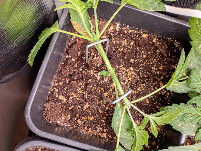Outdoor Godfather OG Auto Zamnesia. Week 4