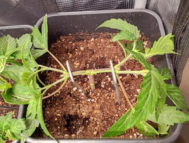 Outdoor Purplematic CBD RoyalQueenSeeds. Week 4