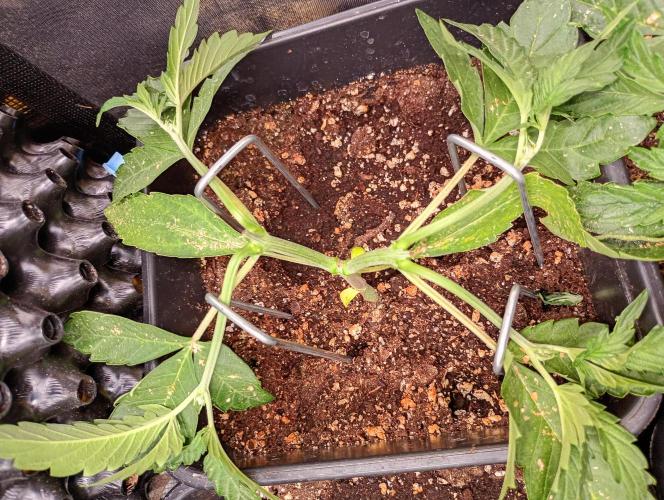 Purplematic CBD. Week 4
