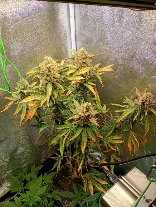 North Thunderfuck Auto RQS. Week 12