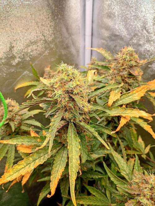 North Thunderfuck Auto RQS. Week 12
