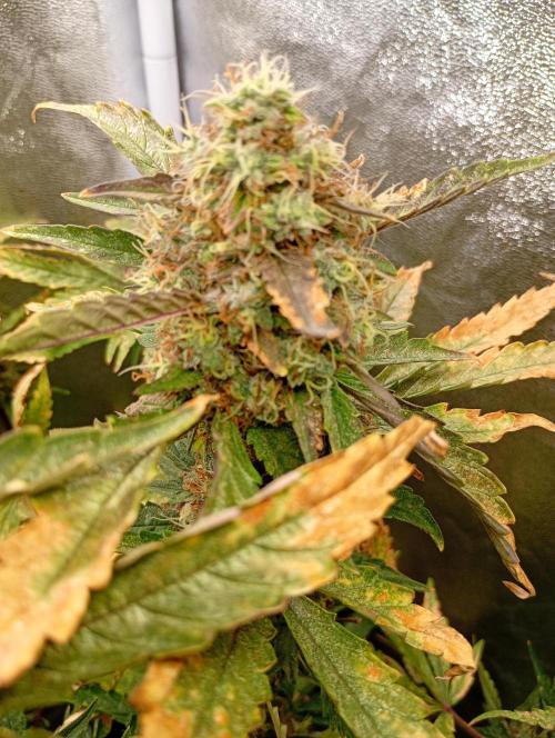 North Thunderfuck Auto RQS. Week 12