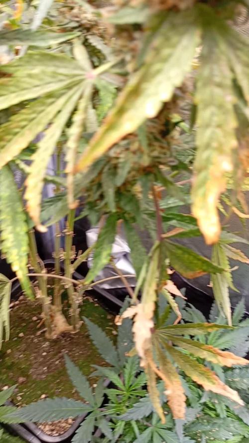 North Thunderfuck Auto RQS