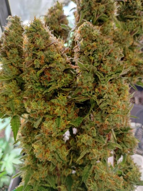 North Thunderfuck Auto RQS. Week 12