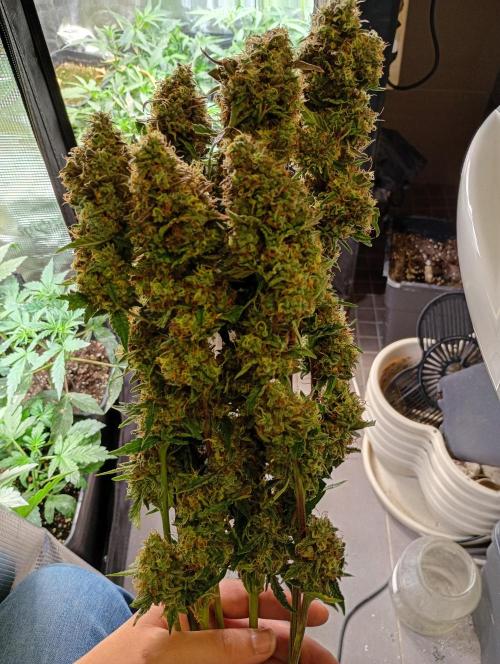 North Thunderfuck Auto RQS. Week 12