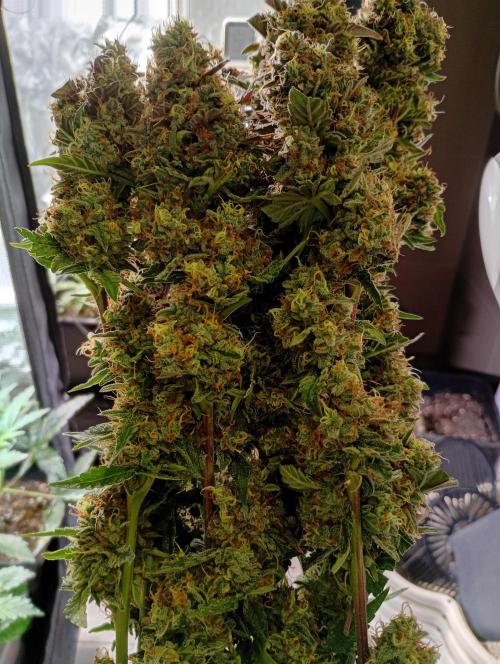 North Thunderfuck Auto RQS. Week 12