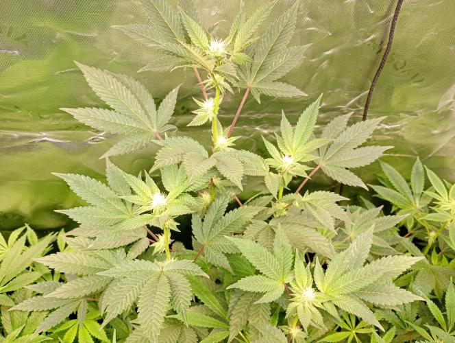 Green Gelato. Week 13