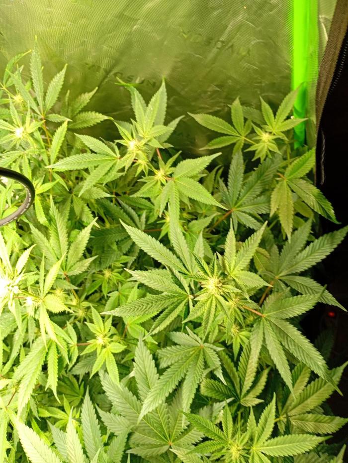 Green Gelato P#2 Royal Queen Seeds. Week 13