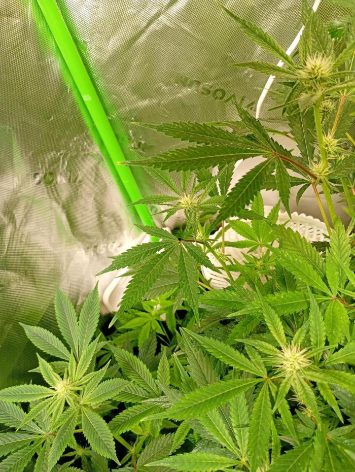 Lemonpaya Pheno #2 Fastbuds. Week 13