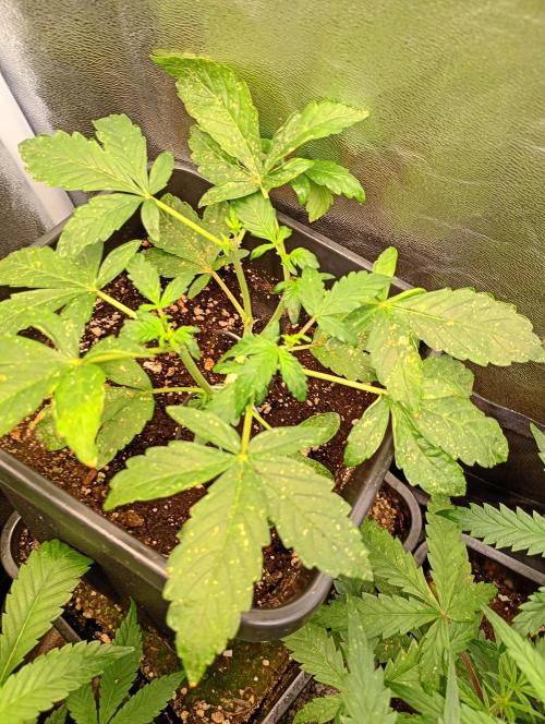 Sweet ZZ Automatic . Week 6