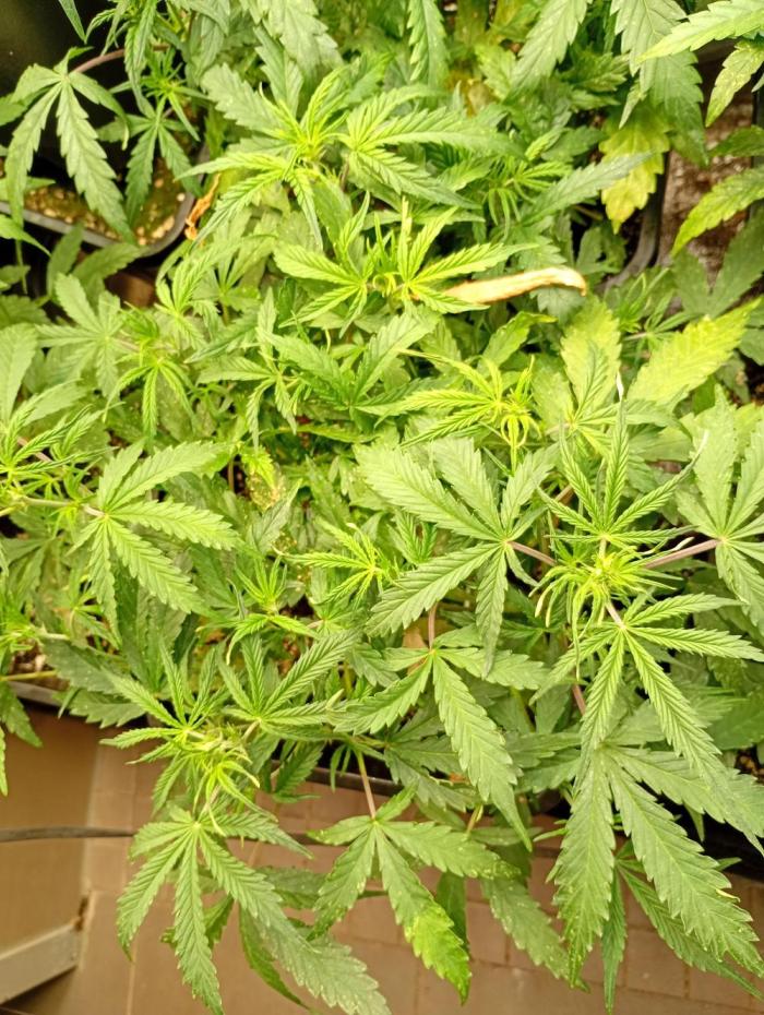 Chaos Cake Auto Anesia Seeds. Week 7