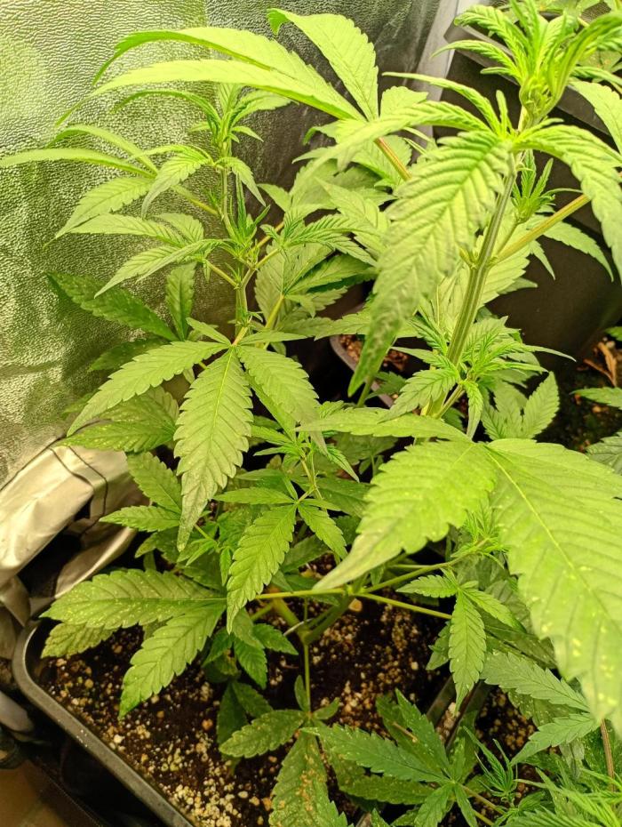 Strawberry Gorilla Auto RF3 Fastbuds. Week 7