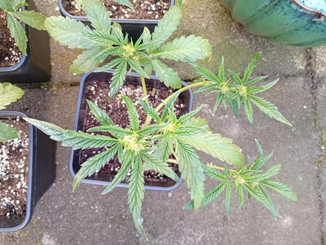 Outdoor Purplematic CBD RoyalQueenSeeds. Week 6
