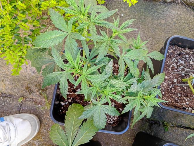 Purplematic CBD. Week 6
