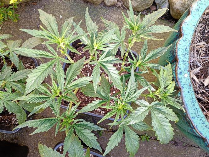 Outdoor Apricot Auto Fastbuds. Week 6