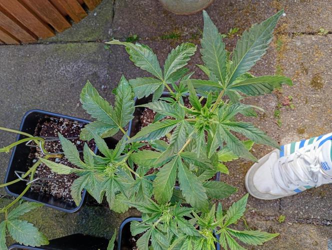 Outdoor Godfather OG Auto Zamnesia. Week 6