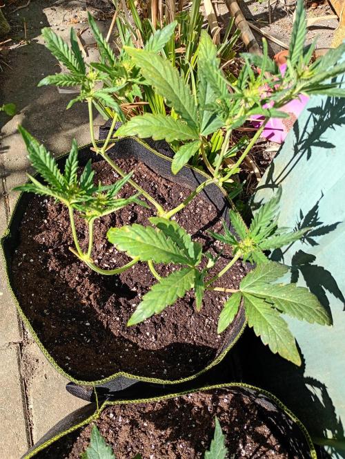 Purplematic CBD. Week 6
