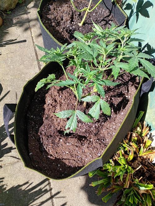 Outdoor Apricot Auto Fastbuds. Week 6