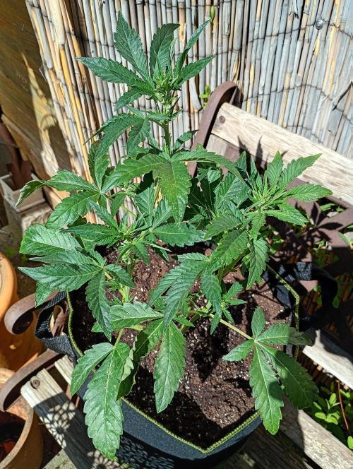 Outdoor Godfather OG Auto Zamnesia. Week 6