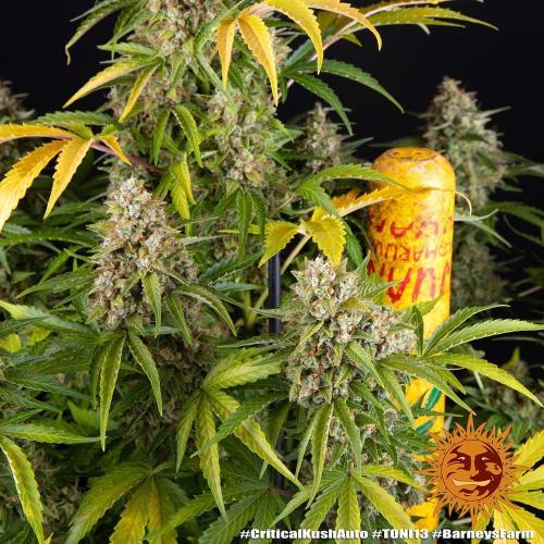 Critical Kush Auto. Week 0