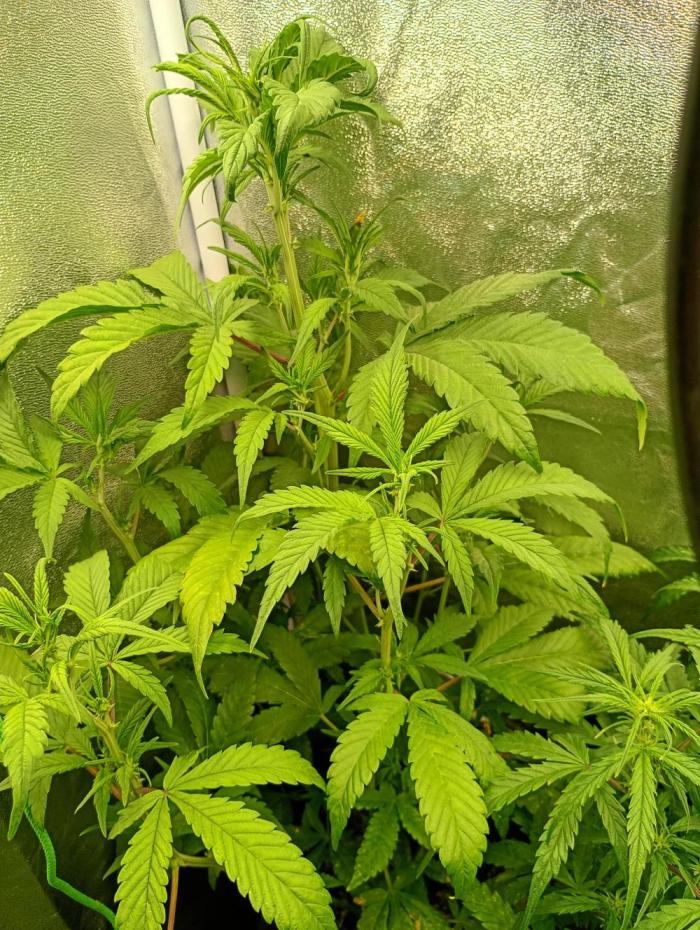 Strawberry Gorilla Auto RF3 Fastbuds. Week 8