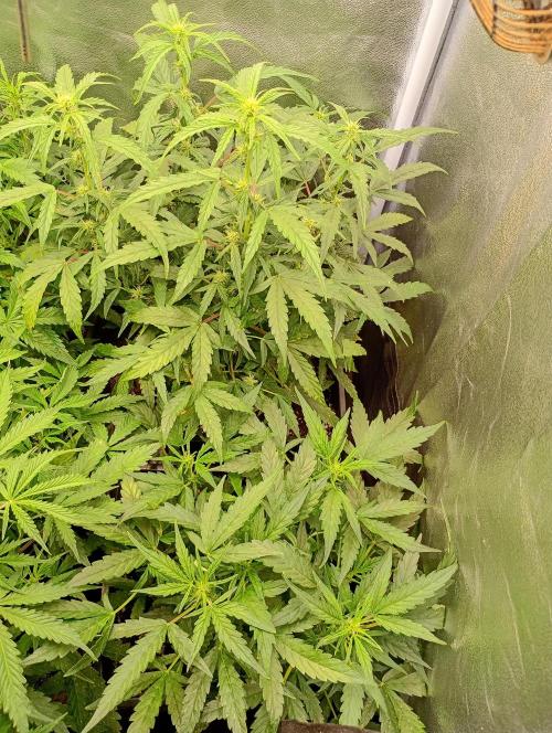 Epsilon F1 Royal Queen Seeds. Week 9
