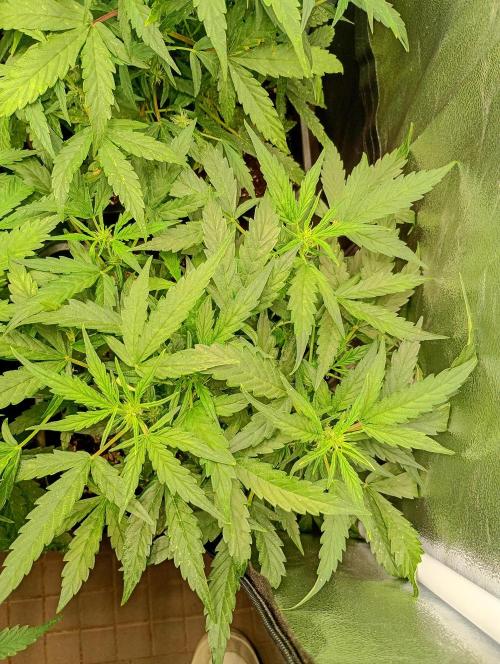 Epsilon F1 Royal Queen Seeds. Week 9