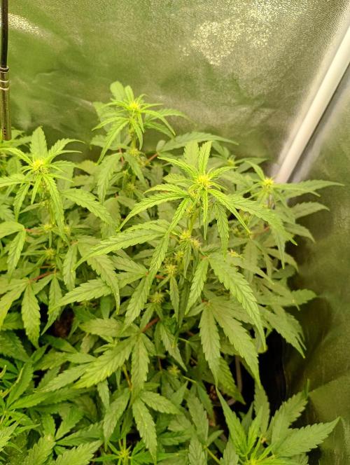 Epsilon F1 Royal Queen Seeds. Week 9