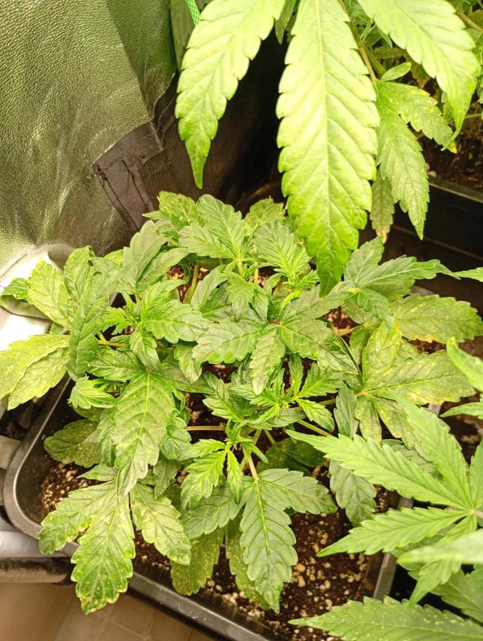 Sweet ZZ Auto Royal Queen Seeds. Week 7