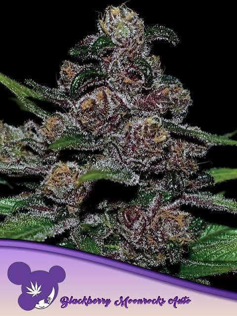 Auto Blackberry Moonrocks. Week 0