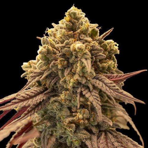 Gelato Mint Auto 00Seeds. Week 0