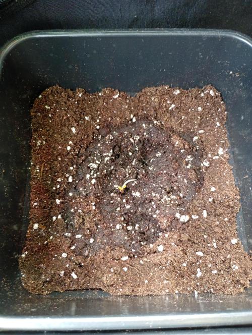 Gelato Mint Auto 00Seeds. Week 0