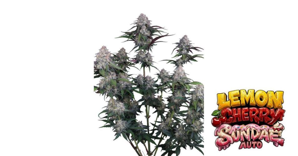 Lemon Cherry Sundae Auto Fastbuds. Week 0