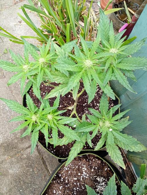 Outdoor Purplematic CBD RoyalQueenSeeds. Week 8