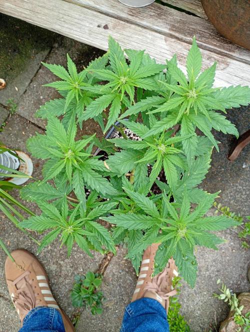Purplematic CBD. Week 8