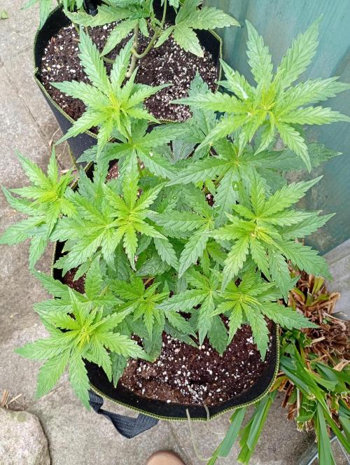 Apricot Auto. Week 8