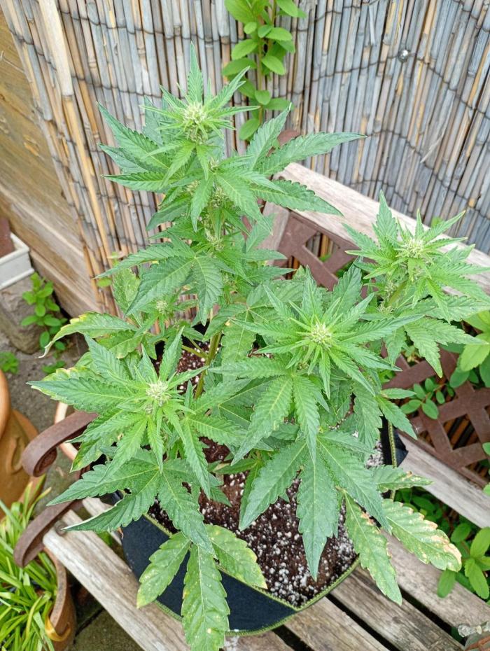 Outdoor Godfather OG Auto Zamnesia. Week 8