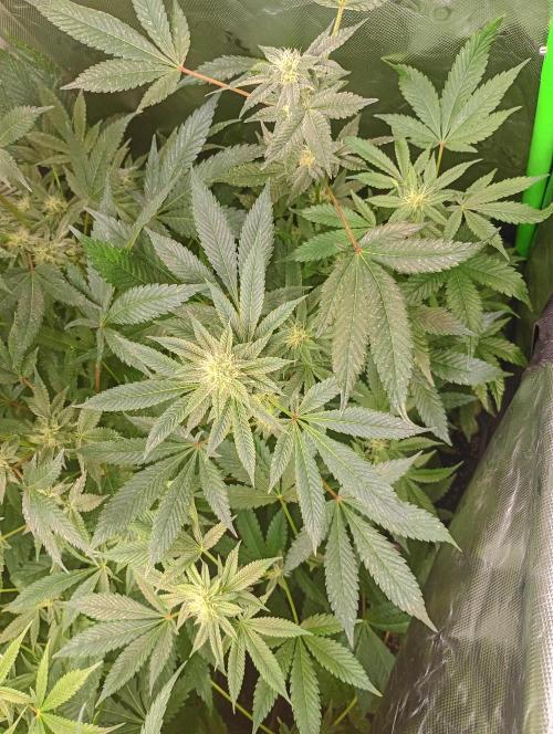 Lemonpaya. Week 14