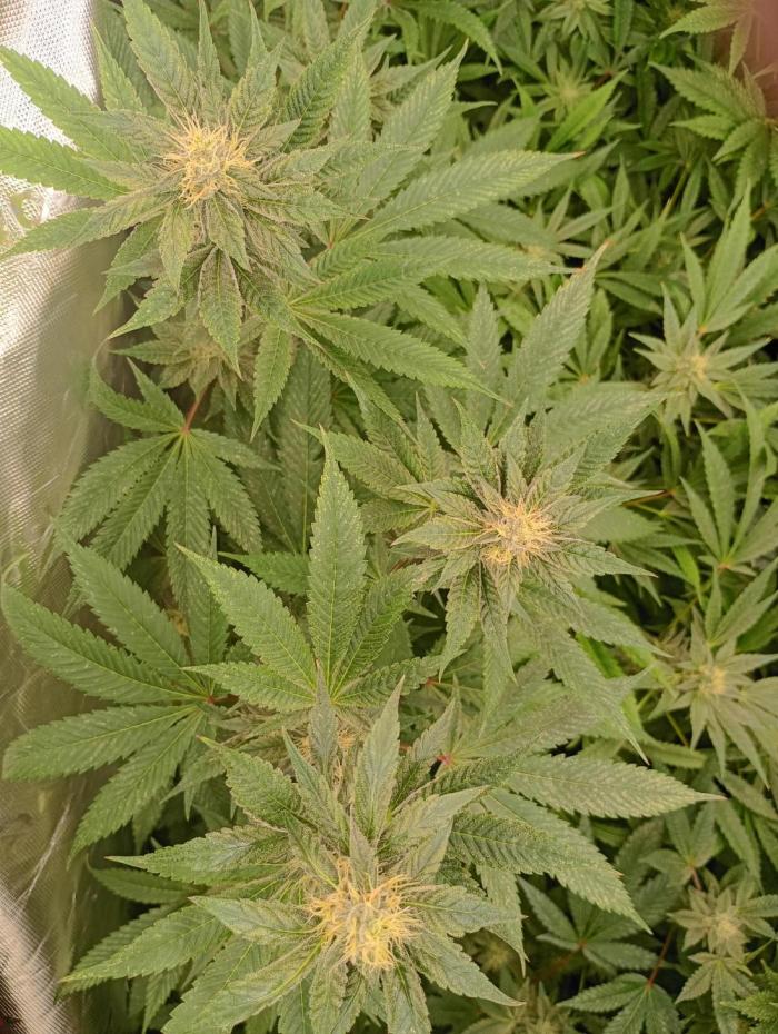 Orange Sherbet FF P#2 Fastbuds. Week 15