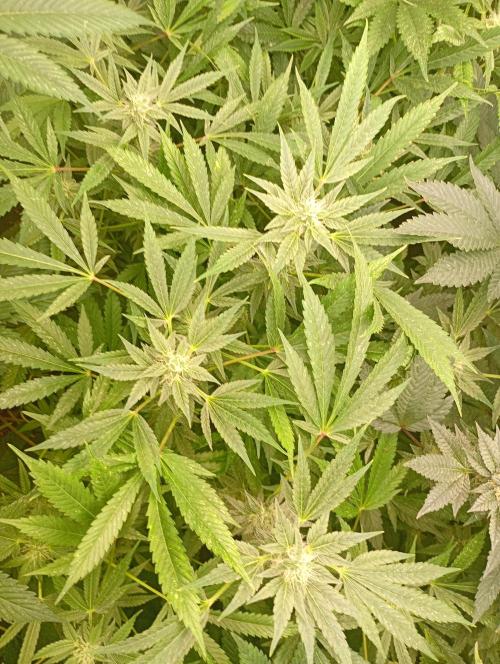 Orange Sherbet FF. Week 15