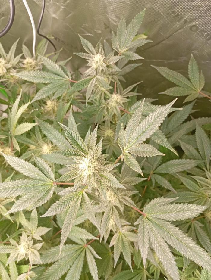 Green Gelato P#2 Royal Queen Seeds. Week 15