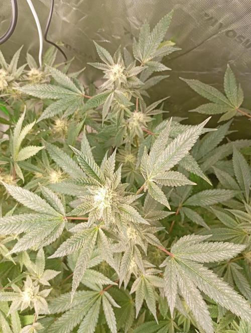 Green Gelato. Week 15