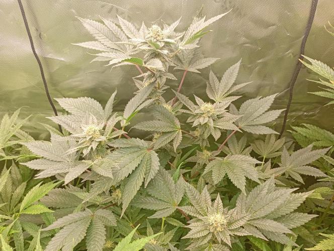Green Gelato. Week 15