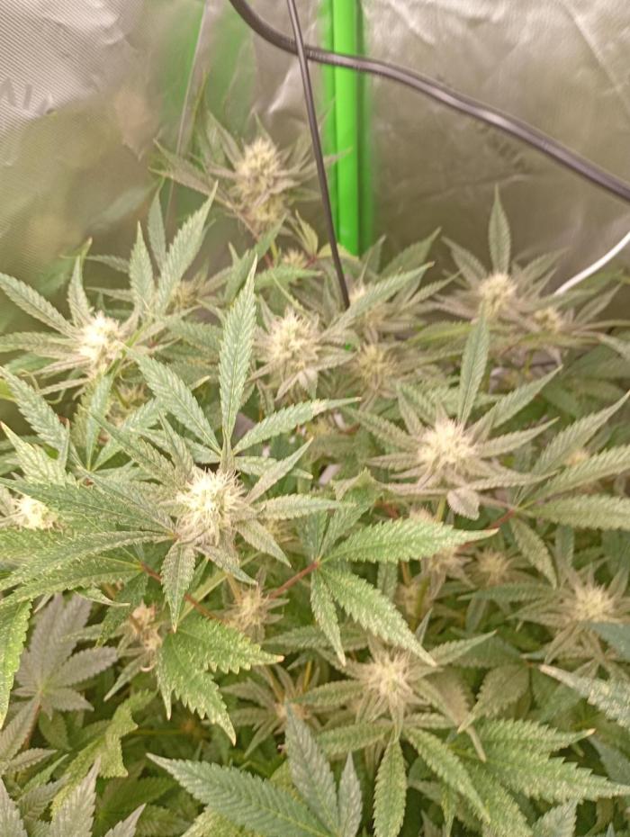 Gelato 44 Tyson 2.0 x RQS. Week 15