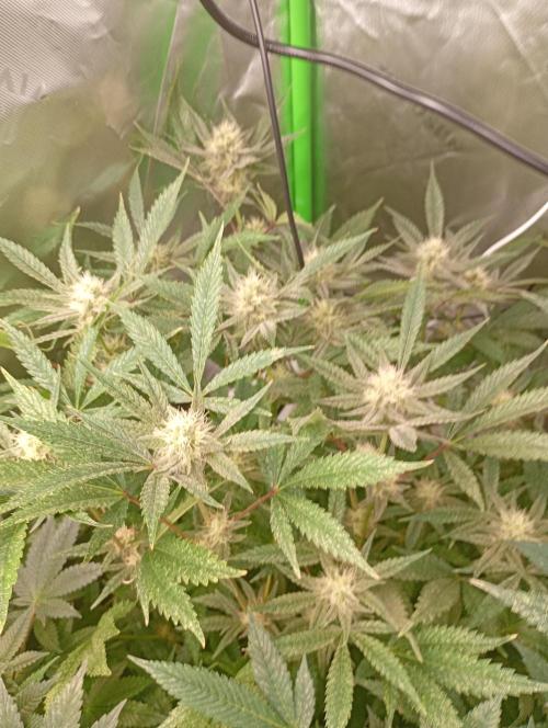 Gelato 44. Week 15