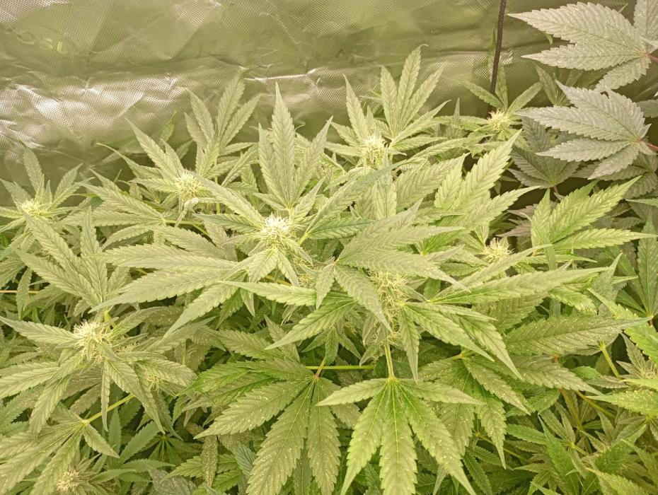 Euphoria Royal Queen Seeds. Week 15